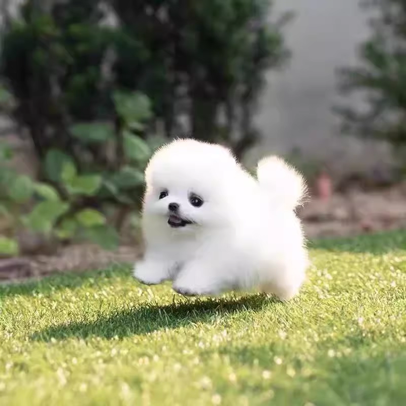 犬舍直销批发价格出售哈多利博美